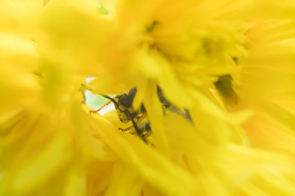 Makro av en geting bi på en gul krysantemum blomma. — Stockfoto