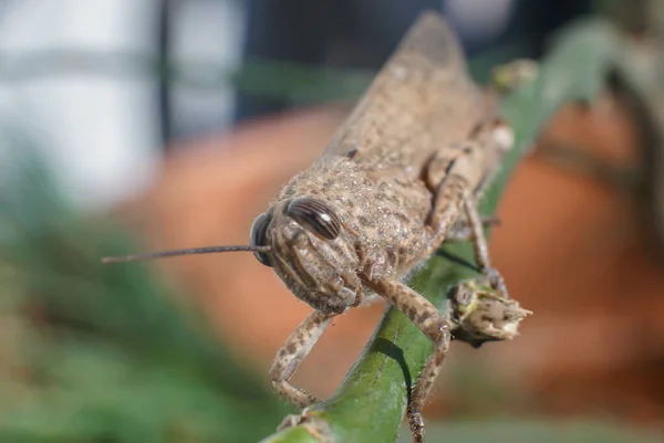 Meadow Grasshopper o Chorthippus paralelus con vista frontal. —  Fotos de Stock