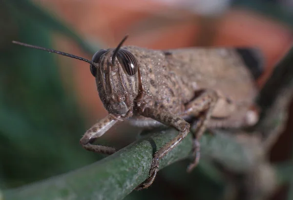 Grasshopper Prato o Chorthippus parallelus con vista frontale. — Foto Stock