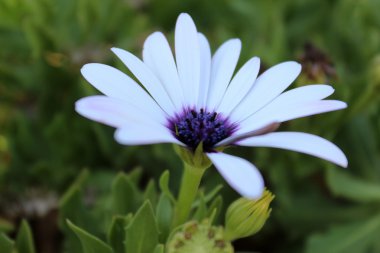 Çiçekler ve çimenler