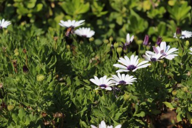 Çiçekler ve çimenler