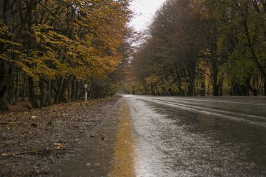 Sonbahar, yol ve ağaçlar sarı yaprakları ile