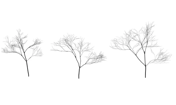 Collection of trees silhouettes without leaves. Branches — Stock Vector