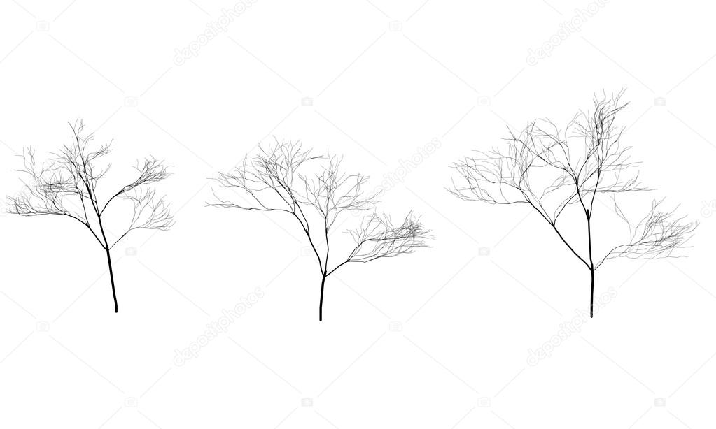 Collection of trees silhouettes without leaves. Branches