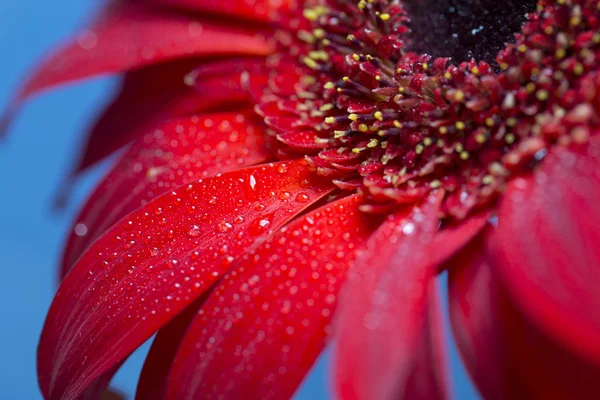 Bahar, taze ıslak gerbera çiçek yakın çekim. — Stok fotoğraf