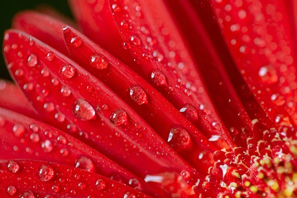Bahar, taze ıslak gerbera çiçek yakın çekim. — Stok fotoğraf