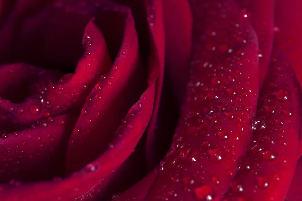Красива крупним планом троянда з краплями води . — стокове фото