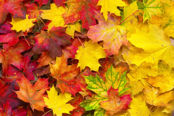 Background of fallen autumn leaves.