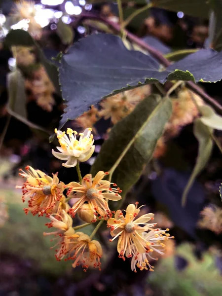 Linden Galho Close Com Cinco Flores Contra Fundo Folhagem — Fotografia de Stock