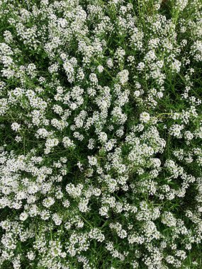 Parkta bir sürü küçük beyaz çiçek yetişir.