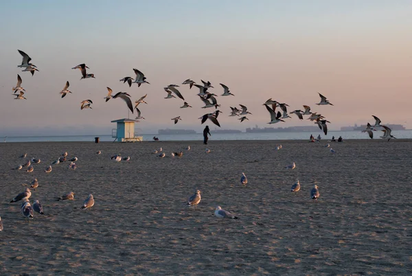 Vue Heure Dorée Troupeau Mouettes Volant Dans Long Ciel Plage — Photo