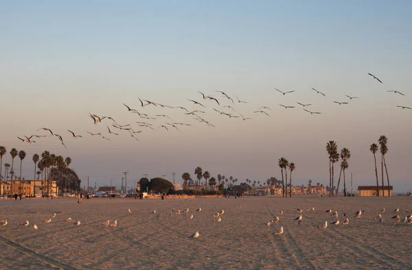 Vue Heure Dorée Troupeau Mouettes Volant Dans Long Ciel Plage — Photo