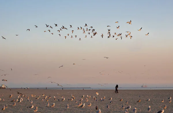 Vue Heure Dorée Troupeau Mouettes Volant Dans Long Ciel Plage — Photo