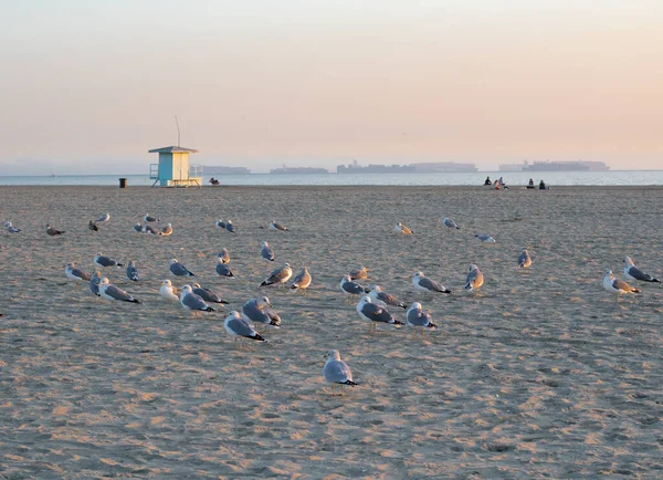 Coucher Soleil Sur Troupeau Mouettes Reposant Sur Une Longue Plage — Photo