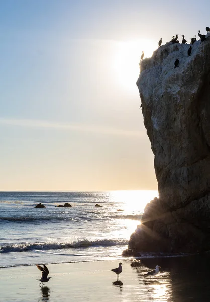 El Matador Sahili 'nin deniz mağarasının gün batımı manzarasında mağara ve sahil zemininde dinlenen bir sürü deniz kuşu var.