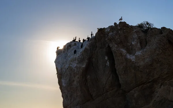 El Matador Sahili 'ndeki deniz mağarasında dinlenen deniz kuşlarının yakın görüntüsü.