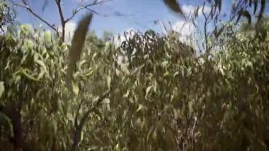 Doğa Güneşi Ormanı Kırmızı Toprak 4K Arkaplan Görüntüsü Klibi.