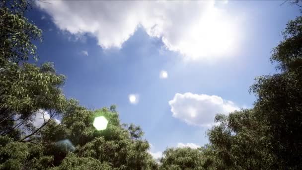 Φόντο Της Φύσης Sunny Blue Sky Πάνω Από Δάσος Κίνησης — Αρχείο Βίντεο