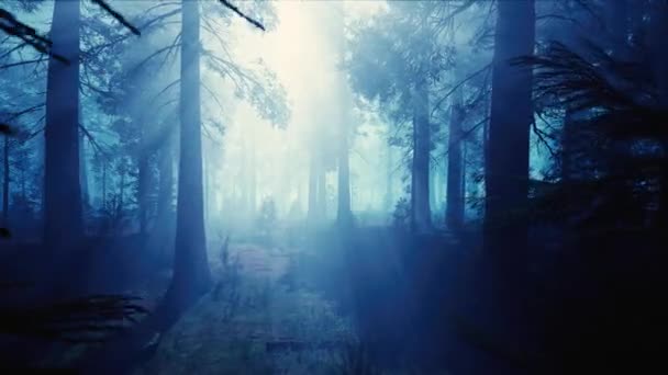 Sluneční Modrá Záhadné Mlhavé Lesní Krajiny Příroda Scéna Pozadí — Stock video