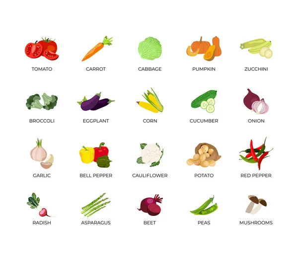 Vector Set Vegetables Tomato Carrot Cucumber Pumpkin Zucchini Broccoli Eggplant — Stock Vector