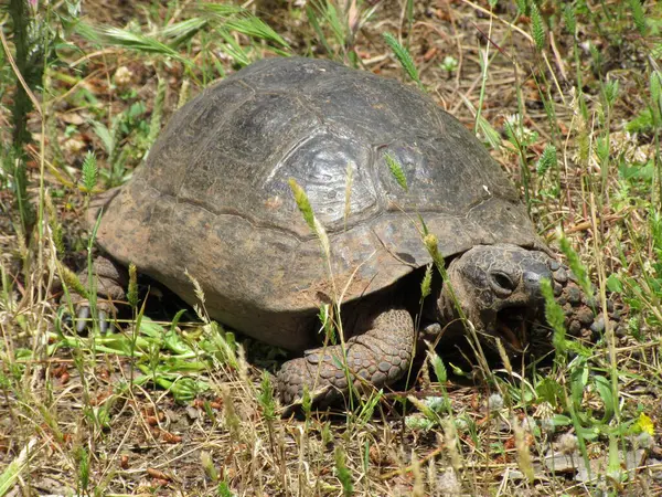 Yawning Turtle Nature — Stock Photo, Image