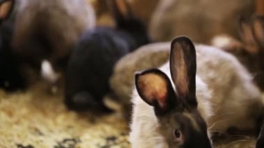 Renkli tavşan sevişme Hayvanat Bahçesi çalışan bir sürü
