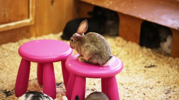 Un montón de conejos de colores corriendo el zoológico de mascotas — Vídeo de stock