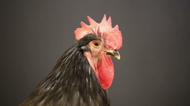 Horoz 5 yılı