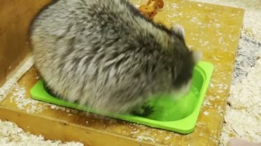 Rakun su oyuncakları ile çalış ve yıkama paws 2