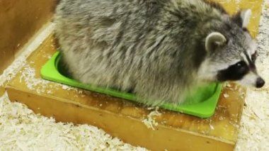 Rakun su oyuncakları ile çalış ve yıkama paws 3