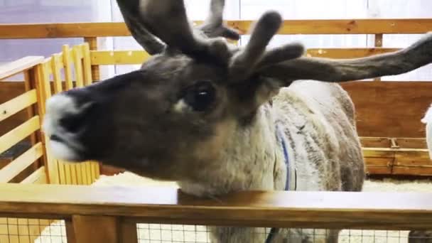 Woman feeds a deer with a moss 2 — Stock Video