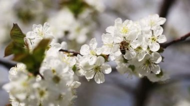 kiraz ağacı çiçek pollinating arı