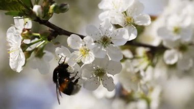 Kiraz ağacı çiçek Pollinating Bumlebee