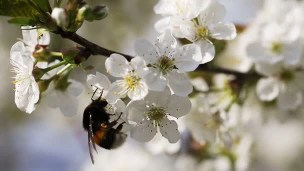 Bumlebee Pollinating Flowers Of Cherry Tree — Stock Video
