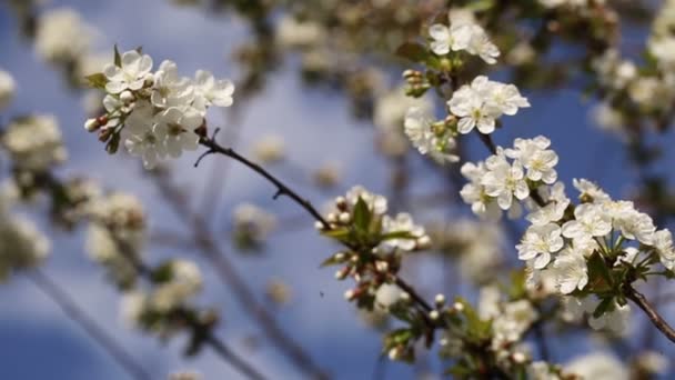 Printemps fleurir sur le ciel bleu .
