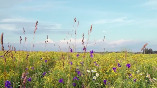 雲を野生の青黄色と白のボンネットの野の花を渡す — ストック動画