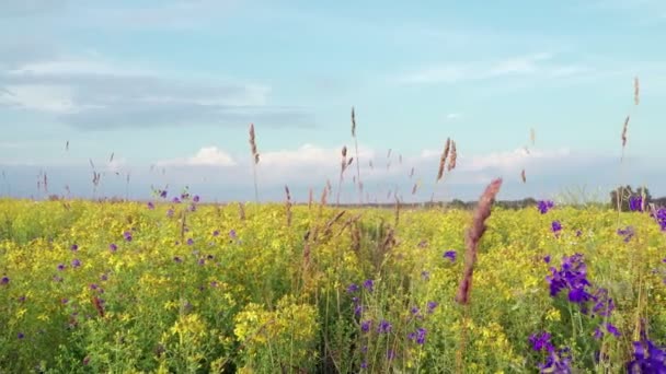 雲を野生の青黄色と白のボンネットの野の花を渡す — ストック動画