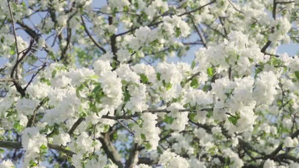 Árbol floreciente de primavera — Vídeos de Stock