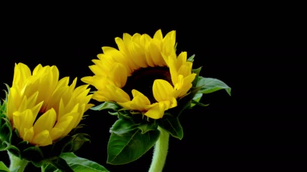 Varios girasoles de color amarillo brillante sobre fondo negro de cerca — Vídeos de Stock