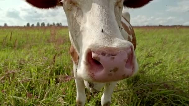 Curioso closeup vaca no prado — Vídeo de Stock