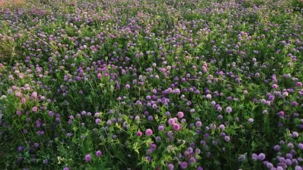 Blooming meadow of juicy clover at sunset — Stock Video