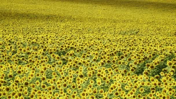 Sunflowers aerial view — Stock Video