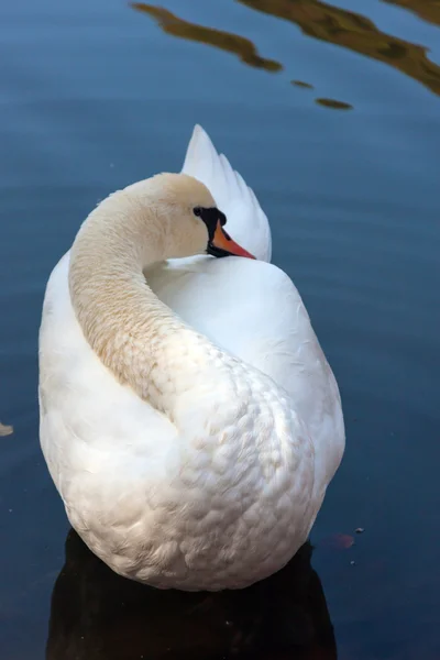 Cisne blanco elegante retorciéndose — Foto de Stock