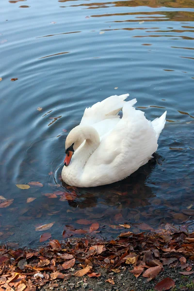 Cisne blanco nadando en un lago —  Fotos de Stock