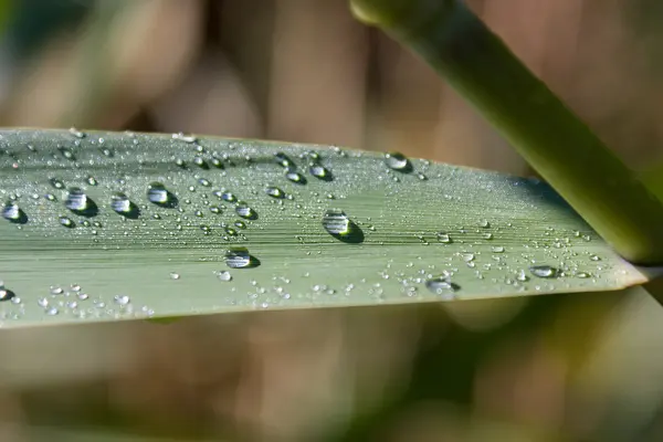 Wet green spear in the stem with shiny rain drops — Stock Photo, Image