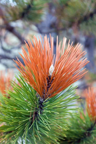 Tak van een Pine met rode rand van het bos — Stockfoto