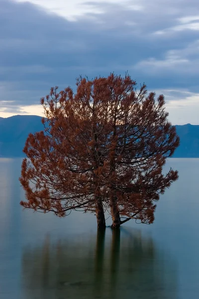 Pareja de árboles parados en el lago — Foto de Stock