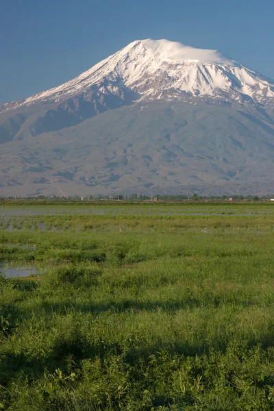 Grüne Wiese auf dem Berg Masis Hintergrund von sis Dorf — Stockfoto