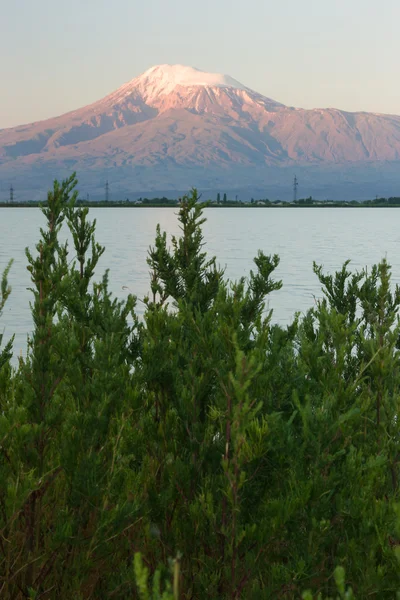 Bush van de dennen tegenover het meer en de besneeuwde berg van Ar — Stockfoto