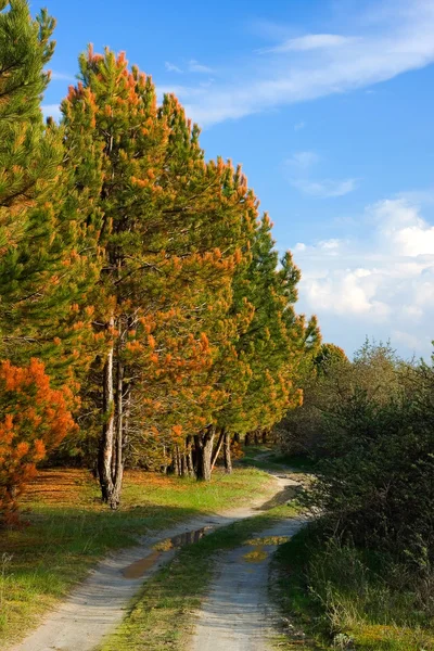 Bahar, sonbahar renkli ağaçlar